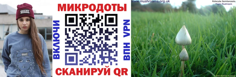 Псилоцибиновые грибы Psilocybe  Малгобек 